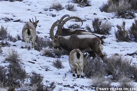 Himalayan Ibex – Khunjerab National Park – Re:Discover Pakistan