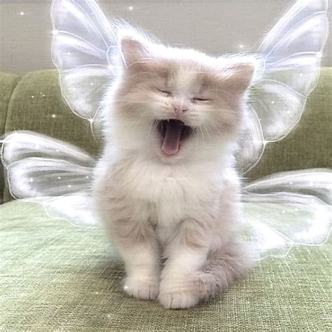 fairy cat :D in 2021 | Cute cats, Cat aesthetic, Pretty cats