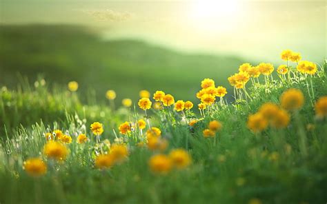 HD wallpaper: grass, green, nature, plants, flowers, yellow flowers | Wallpaper Flare