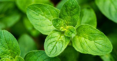 Marjoram Growing & Care Guide - The Garden Magazine