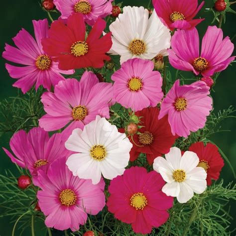 Wild Cosmos Seeds - Sensation Mix | Flower Seeds in Packets & Bulk | Eden Brothers | Flower ...