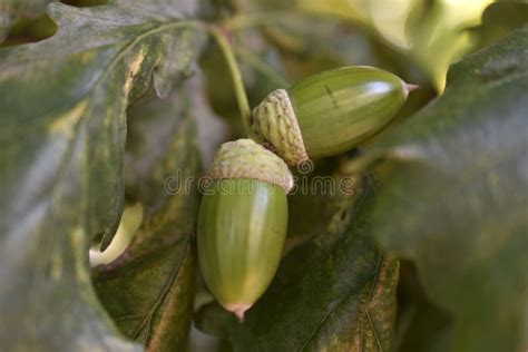 Green Nuts Acorns of Oak on a Tree. Beautiful Oak Seeds Stock Image - Image of closeup, macro ...