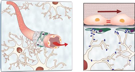 Blood-Brain Barrier Diagram [IMAGE] | EurekAlert! Science News Releases