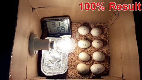 Homemade Incubator for Chicken Eggs | Cardboard Box Egg Incubator | DIY Homemade Incubator - YouTube