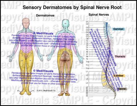 Cervical Nerve Root Dermatomes