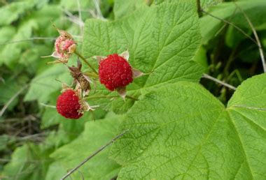 Thimbleberry: Pictures, Flowers, Leaves & Identification | Rubus parviflorus