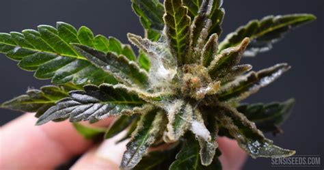 Bud Rot: How to prevent this and powdery mildew or cannabis mould ...