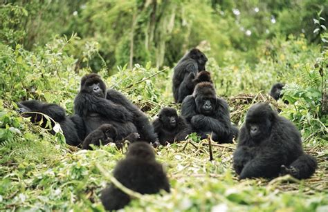 Gorilla Families in Bwindi Impenetrable National Park