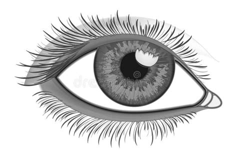 Realistic Eye Close-Up stock vector. Image of body, anatomy - 59094405