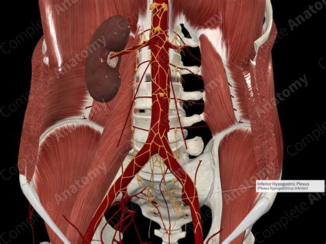 Inferior Hypogastric Plexus | Complete Anatomy