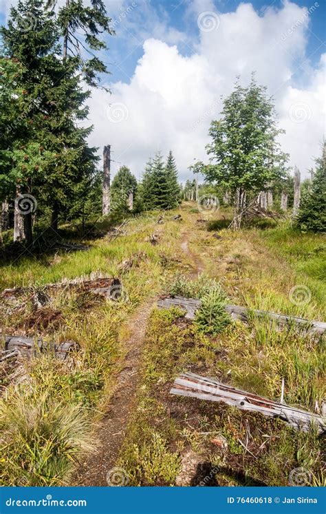 Hiking Trail in Bavarian Forest Stock Photo - Image of forest ...