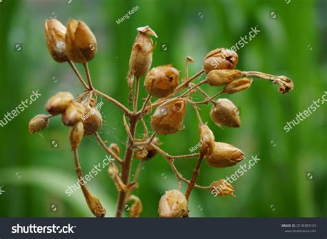 Nicotiana Tobacco Plants Seeds Natural Background Stock Photo ...