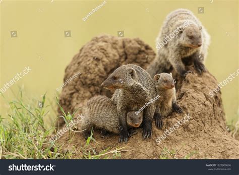 1,397 Banded Mongoose Images, Stock Photos & Vectors | Shutterstock