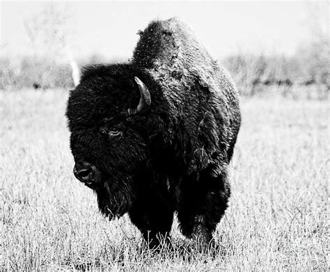 Beautiful Bison Black And White 6 Photograph by Boon Mee - Fine Art America