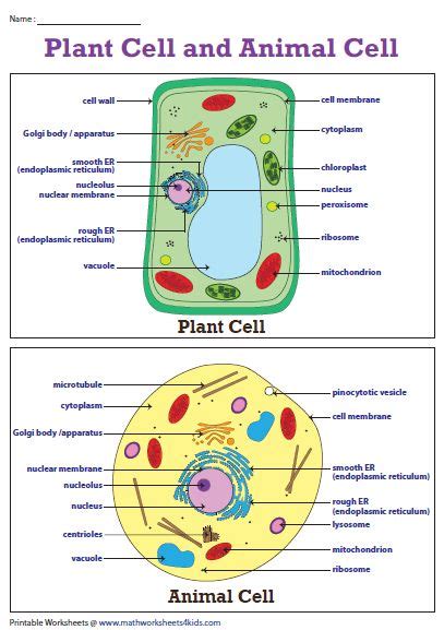 Plant Cell Diagram | Animal Cell Diagram | Plant and animal cells, Animal cell, Animal cells ...