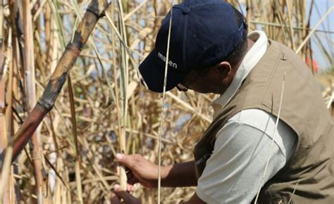 Sudan: AfDB President Visits Africa's Leading Sugar Factory and the ...