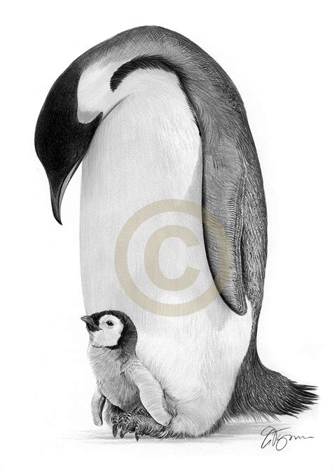 Emperor Penguin Pencil Drawing Print Wildlife Art Artwork - Etsy UK