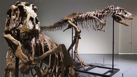 76 Million-Year-Old Gorgosaurus Skeleton to Be Sold at Auction | Inside Edition