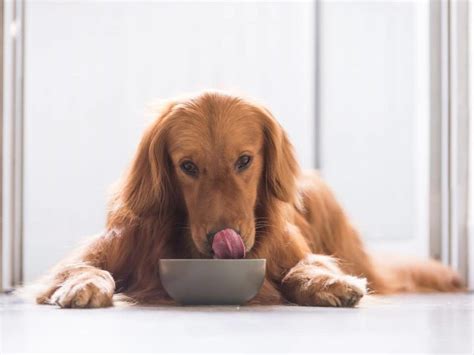 Can Dogs Eat Canned Vegetables? (All You Need to Know)