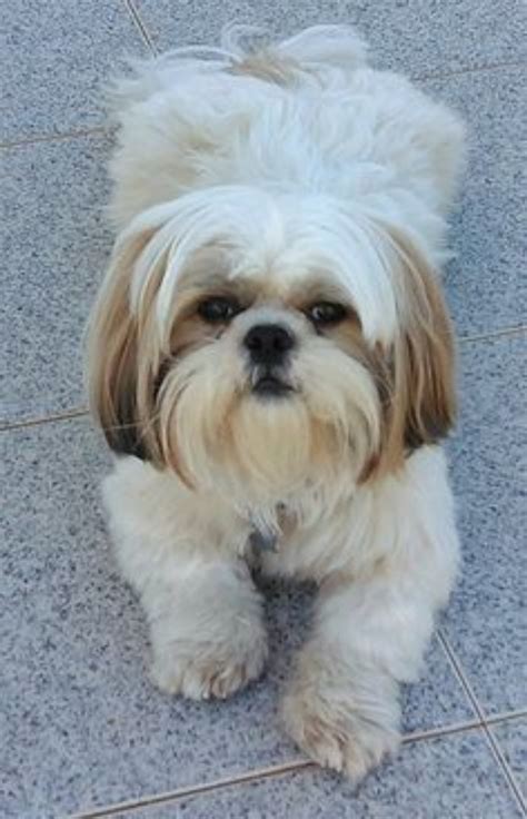 Shih Tzu Dog Breed Information, Images, Characteristics, Health