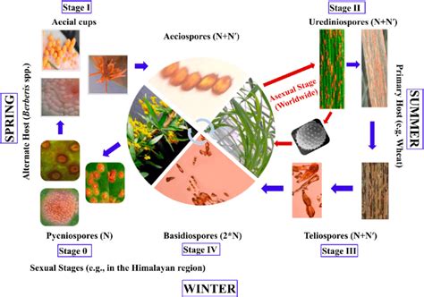 The life cycle of Puccinia striiformis f. sp. tritici. Stage 0 (the... | Download Scientific Diagram