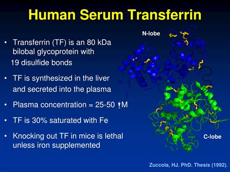 PPT - Factors that affect Protein Activity and Protein Mechanism ...