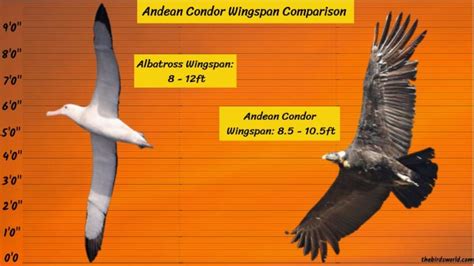 Andean Condor Wingspan: How Big Is It Compared To Others?