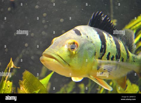 Piranha fish - pygocentrus piraya Stock Photo - Alamy
