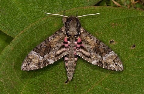 Nachtfalter, Schwärmer aus dem Nebelwald von Panama Foto & Bild | natur, panama, nachtfalter ...