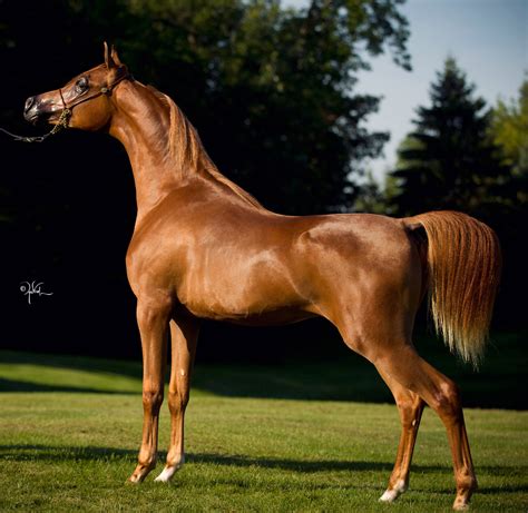 Top 104+ Pictures Pictures Of An Arabian Horse Updated