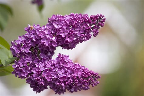 Lilac Tree Blossom Flowers Free Stock Photo - Public Domain Pictures