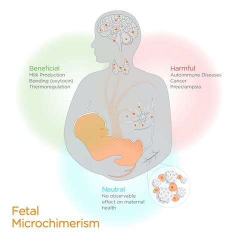 Fetal Attraction: How Baby Cells Impact Maternal Health During Pregnancy | Science 2.0