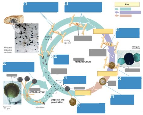 Rhizopus Stolonifer Life Cycle