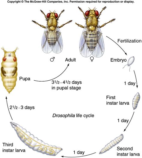 Drosophila melanogaster - Welcome to my site!