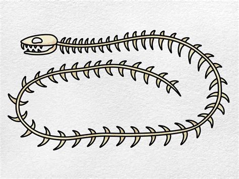 Easy Snake Skeleton Drawing - HelloArtsy