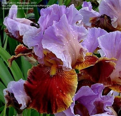 PlantFiles Pictures: Tall Bearded Iris 'Golly Gee Whiz' (Iris) by judithandrews