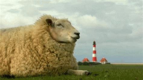 a sheep laying in the grass next to a lighthouse