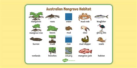 Australian Mangrove Habitat Word Mat (teacher made) - Twinkl