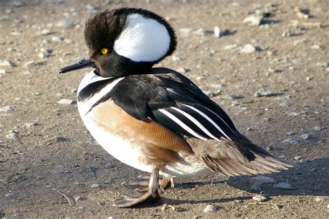 Hooded Merganser Facts, Habitat, Diet, Life Cycle, Baby, Pictures