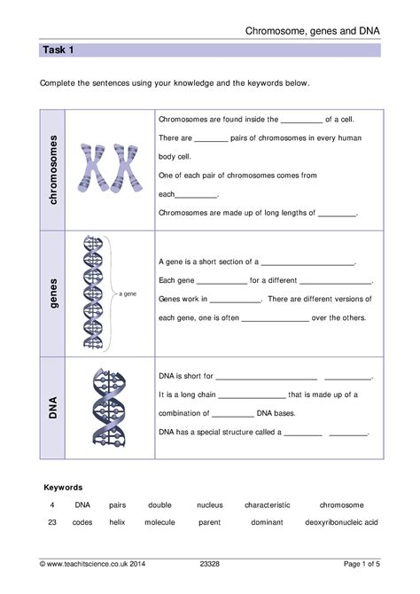 Chromosomes, genes and DNA worksheet with answers