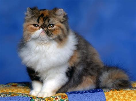 a Persian/Calico mix! | Fluffy cat, Calico kitten, Kitten wallpaper