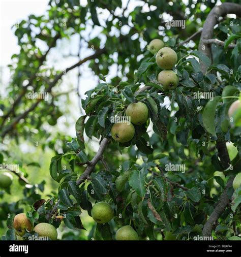 Pear tree with pears with pear scab (Venturia pyrina) disease hanging ...