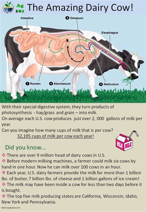 Dairy cows, Dairy cattle, Dairy cow facts