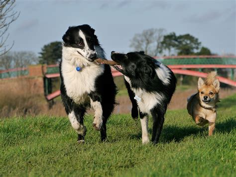 Border Collie Dogs Playing Happy - Free photo on Pixabay - Pixabay