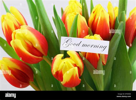 Good morning card with red and yellow tulips Stock Photo - Alamy