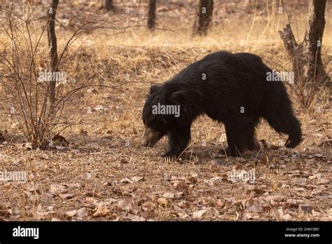 Big beautiful sloth bear male is searching termites/wild animal in the ...