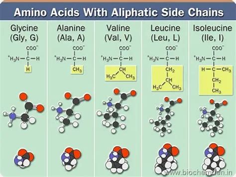 Amino acids Classification: How to Classify Amino acids?