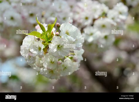 Japanese cherry blossoms Kyushu cherry blossoms Stock Photo - Alamy