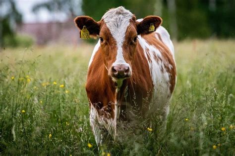 Ox Vs. Cow: Domestic Cattle Differences Simplified For Kids!