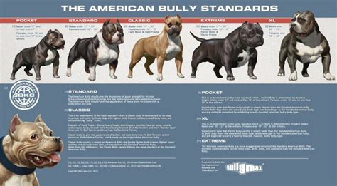 American Bully Standards – 13 Royal Bloodlines